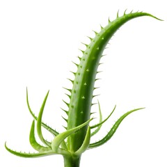 Naklejka premium Aloe Vera Plant with Spines Isolated on White