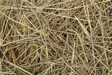 texture of hay