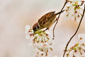 桜の枝にとまるスズメ