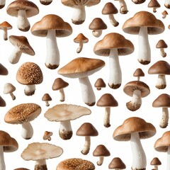 Brown Mushrooms Collection, Isolated on White Background