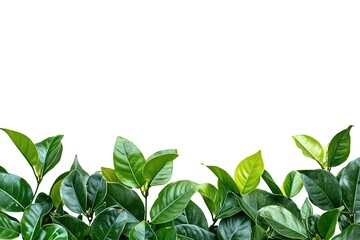 Fototapeta premium Lush Tropical Paradise: Vibrant Green Leaves Frame Exotic Plants, Isolated, Perfect for Design Projects, Websites, and Branding. Create Stunning Tropical-Themed Artwork, Invitations, and More with 