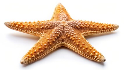 Starfish on White Background