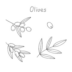 Olive twigs set, hand drawing, vector illustration, doodles