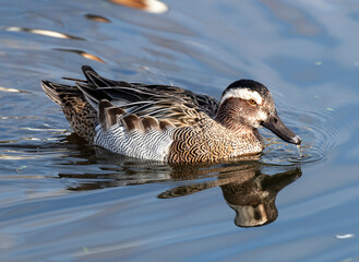Garganey duck swimming on a pond