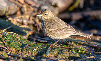 Rock Pipit on the shoreline