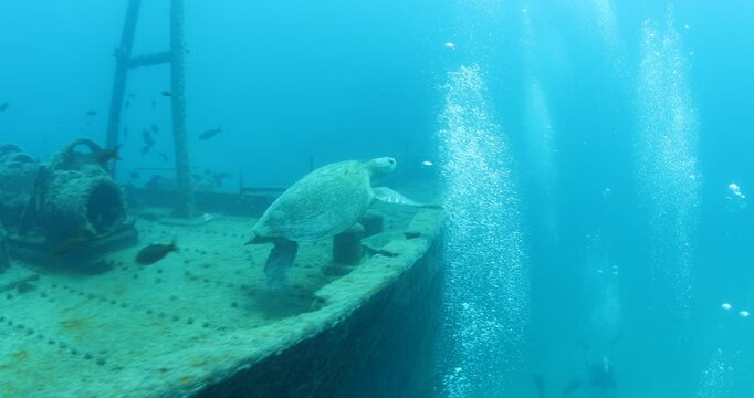 Green Turtle Exploring the Fang Ming Shipwreck in Baja California Sur