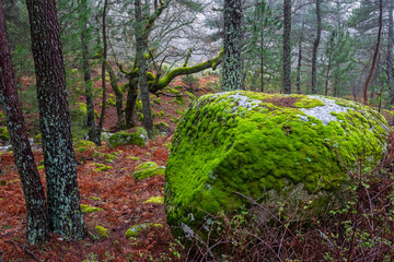 Rocks with moss, pines and oaks at Graja gorge