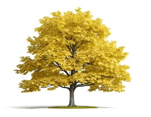 Fototapeta premium Golden Autumn Maple Tree