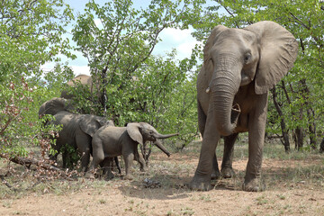 Fototapeta premium Afrikanischer Elefant / African elephant / Loxodonta africana