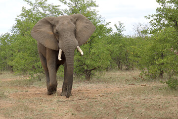 Obraz premium Afrikanischer Elefant / African elephant / Loxodonta africana