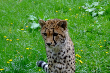 cheetah