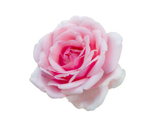 Fresh beautiful pink rose isolated on white background