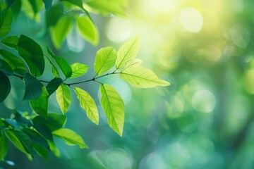 Obraz premium Nature of green leaf in garden at summer. Natural green leaves plants using as spring background. High definition photo