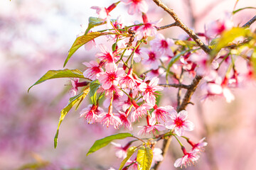 Tiger Lily, a winter flower