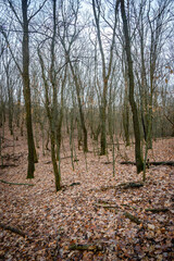 Forest at beautiful autumn day , yellow leaves on the ground , landscape photography in the forest , trees without leaves on branches , fallen trees on the picture  