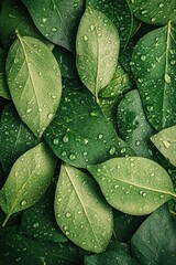 Fototapeta premium Green leaves covered with fresh water drops creating relaxing natural background