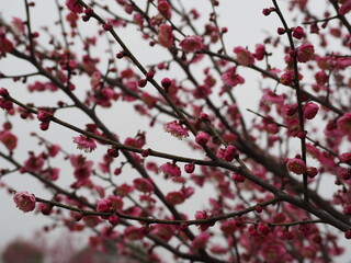 pink cherry blossom