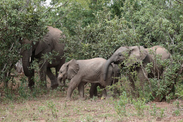 Afrikanischer Elefant / African elephant / Loxodonta africana