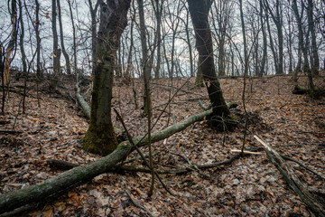 Forest at beautiful autumn day , yellow leaves on the ground , landscape photography in the forest , trees without leaves on branches , fallen trees on the picture  