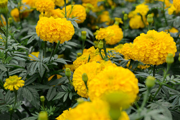 Yellow marigold flowers in full bloom, surrounded by lush green foliage under natural sunlight.