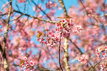 Tiger Lily, a winter flower