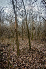 Forest at beautiful autumn day , yellow leaves on the ground , landscape photography in the forest , trees without leaves on branches , fallen trees on the picture  