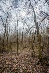 Forest at beautiful autumn day , yellow leaves on the ground , landscape photography in the forest , trees without leaves on branches , fallen trees on the picture  