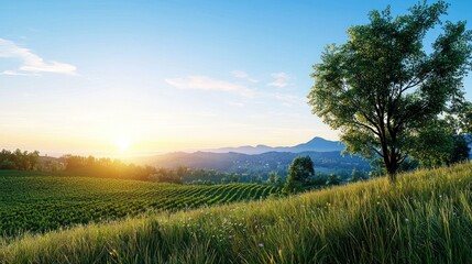 Fototapeta premium Sunrise over grassy field and tree