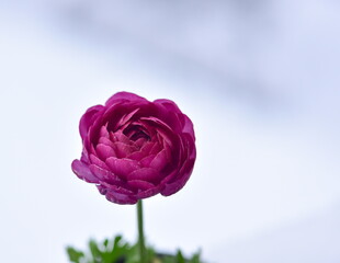 pink ranunculus on a blue background
