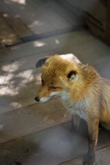 sad old fox in zoo, animals reserve park or animal sanctuary. Closeup soft focused portrait through...