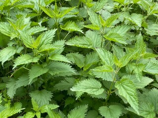 close up of green nettle