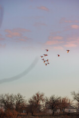 Ducks flying , sky with birds , sunrise on the sky with ducks