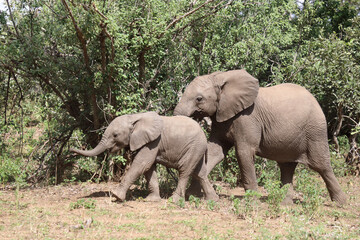 Afrikanischer Elefant / African elephant / Loxodonta africana