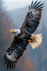 Obraz premium Majestic Bald Eagle Soaring Through Autumn Skies