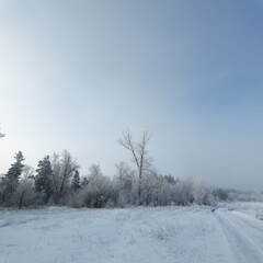 winter landscape. road in snow. tall trees in frost. natural winter landscape. forest in snow. ice on branches. snow and sun. walk in winter forest. sport in nature. seasons. symbol of time.