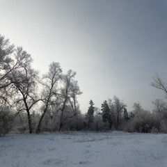 winter landscape. road in snow. tall trees in frost. natural winter landscape. forest in snow. ice on branches. snow and sun. walk in winter forest. sport in nature. seasons. symbol of time.