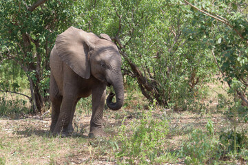 Afrikanischer Elefant / African elephant / Loxodonta africana