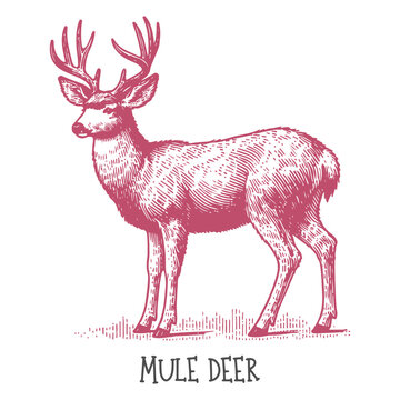 A hand-drawn illustration of a mule deer showcasing its antlers and natural pose in minimalist style