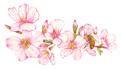 Hand painted watercolor illustration of fruit tree blossom with bees on flowers. The theme of farming, spring, bees, apiary, honey. Ideal for seasonal holidays, wedding, children's themes.
