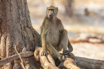 Chacma baboon (Papio ursinus) sitting on the roots of a tree