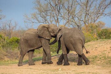 Obraz premium African elephant (Loxodonta africana); two young bulls playfighting