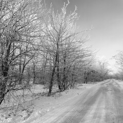 winter landscape. road in snow. tall trees in frost. natural winter landscape. forest in snow. ice on branches. snow and sun. walk in winter forest. sport in nature. seasons. symbol of time.