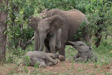 Fototapeta premium Afrikanischer Elefant / African elephant / Loxodonta africana
