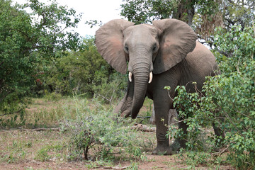 Afrikanischer Elefant / African elephant / Loxodonta africana
