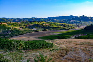 Vineyards of Oltrepo Pavese at summer