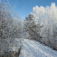 winter landscape. road in snow. tall trees in frost. natural winter landscape. forest in snow. ice...