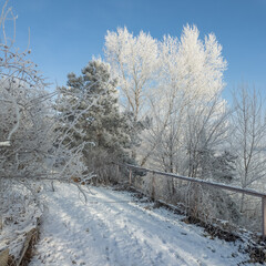winter landscape. road in snow. tall trees in frost. natural winter landscape. forest in snow. ice...