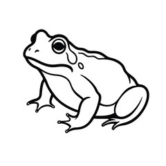 frog on white background