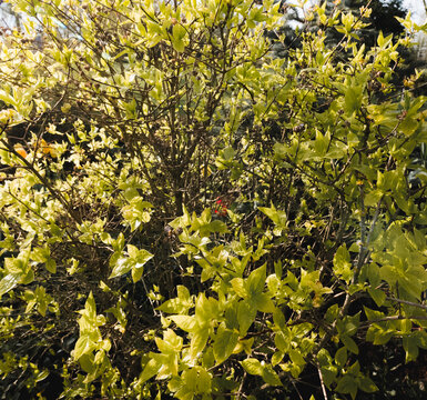 Background of green jasmine foliage in spring before flowering, illuminated by the sun. The Latin name is Philadelphus lemoine.