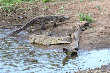 Nilkrokodil / Nile crocodile / Crocodylus niloticus